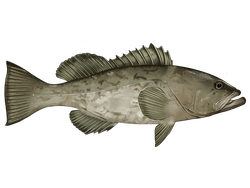 Gag Grouper